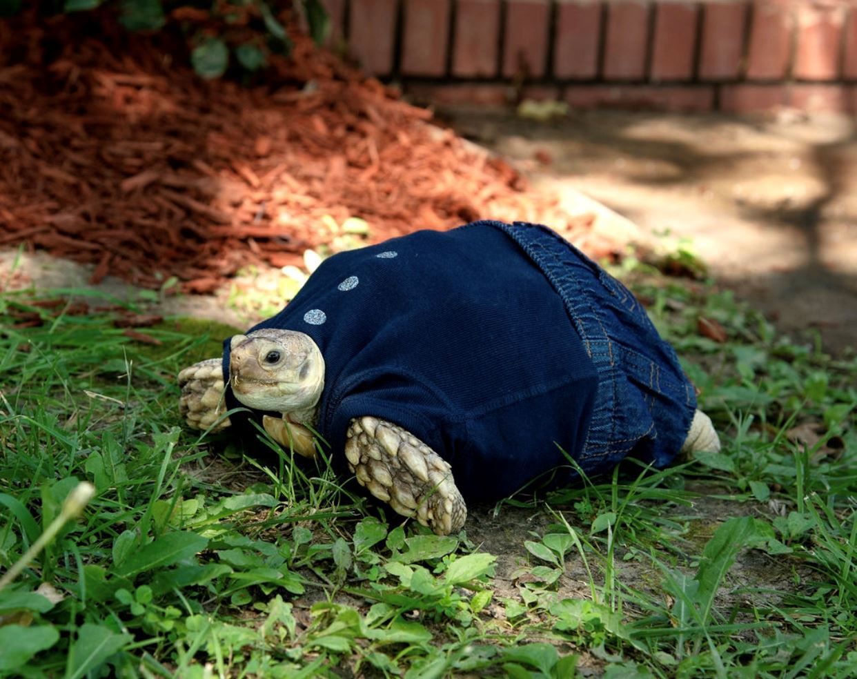 Slow Poke